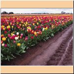 red_and_yellow_tulips_w_p.jpg