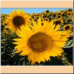 sunflower_1_w_p.jpg
