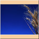 wheat_9_w_p.jpg