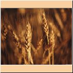 wheat_w_p.jpg