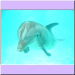 w_p_04_dolphin_4_fish.jpg