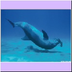 w_p_05_dolphin_desktop_fish.jpg