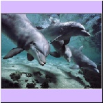 w_p_07_dolphins_fish.jpg