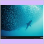 w_p_10_sardines_and_sharks_south_africa.jpg