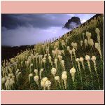 Blooming_Beargrass_and_a_Clearing_Storm_Logan_Pass_Glacier_National_Park_Montana.jpg