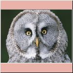 Great_Gray_Owl_Finland.jpg