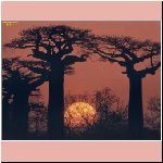 StkMan_SnF_046_Baobob_Trees.jpg