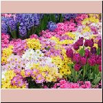 chrysanthemum_tulip_garden.jpg