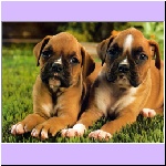 w_p_08_puppies_boxers_16_mth_cal_august_tawny.jpg