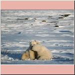 w_p_polar_bears_from_churchill_canada_21.jpg