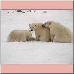 w_p_polar_bears_from_churchill_canada_26.jpg