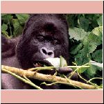 w_p_wildlife011_gorilla.jpg