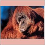 w_p_wildlife054_orangutan.jpg