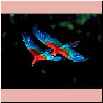 w_p_wildlife104_macaws.jpg