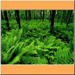 stkman_ferns_in_forest.jpg