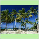 Coconut_Palms_Tonga.jpg