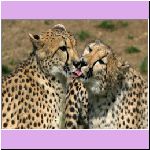 w_p_4785_cheetah_tongues.jpg