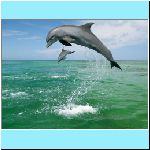 w_p_bottlenose_dolphins_caribbean_sea.jpg