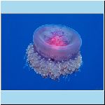 w_p_crown_jellyfish.jpg
