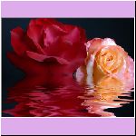 w_p_flower_water_and_roses.jpg