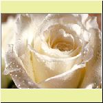 w_p_flower_white_rose_for_you.jpg