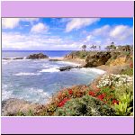 w_p_laguna_flowers_laguna_beach_california.jpg