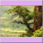 w_p_oak_tree_over_the_columbia_river.jpg