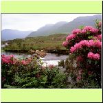 w_p_rhododendrons_bloom_along_the_river_bundorragha.jpg