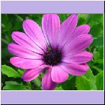 w_p_01214_purpleflower_1_wallpaper.jpg
