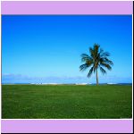 w_p_beach_grass.jpg