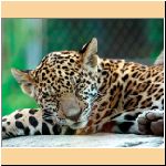w_p_big_kitty_dreams_jaguar_cub.jpg