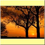 w_p_elm_trees_at_sunset_illinois.jpg