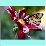 w_p_flowers_and_butterfly_8_wallpaper.jpg