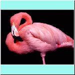w_p_pink_flamingo.jpg