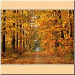 w_p_tree-lined_road_in_hardwood_forest_achterhoek.jpg