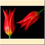 w_p_flowers_red_hot_tulips.jpg