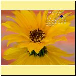 w_p_double_delight_in_a_sunflower.jpg