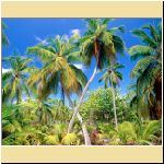PalmParadise_Seychelles.jpg