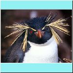w_p_09_penguins_cal_september_the_rockhopper_tawny.jpg