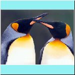w_p_10_penguins_cal_october_the_king_tawny.jpg
