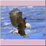 w_p_bald_eagle_in_flight_alaska.jpg