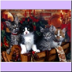 w_p_christmas_kittens.jpg