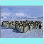 w_p_emperor_penguin_colony_cape_roget_ross_sea_antarctica.jpg