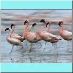 w_p_lesser_flamingos_in_motion_lake_nakuru_kenya_africa.jpg
