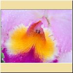 w_p_macro_view_of_an_orchid.jpg