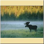 w_p_moose_standing_along_a_misty_riverbank_yellowstone_national_park_wyoming.jpg