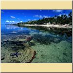 w_p_starfish_along_the_coral_coast_of_viti_levu_fiji_1.jpg