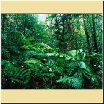 w_p_tropical_rainforest_lacey_creek_queensland_australia.jpg